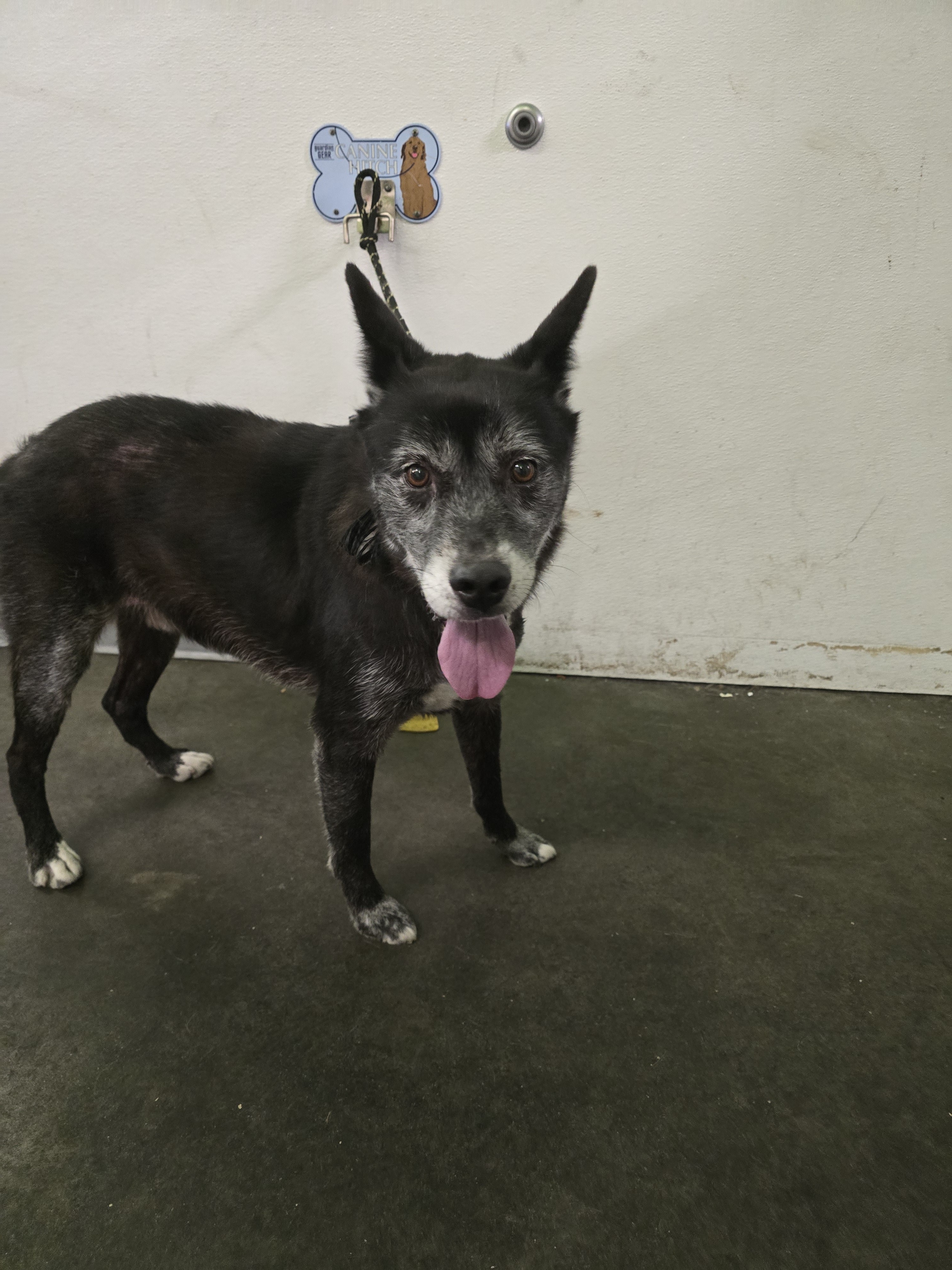 Shelter Stray Male Dog last seen , 1850 W 60th St, Los Angeles, CA 90047, USA