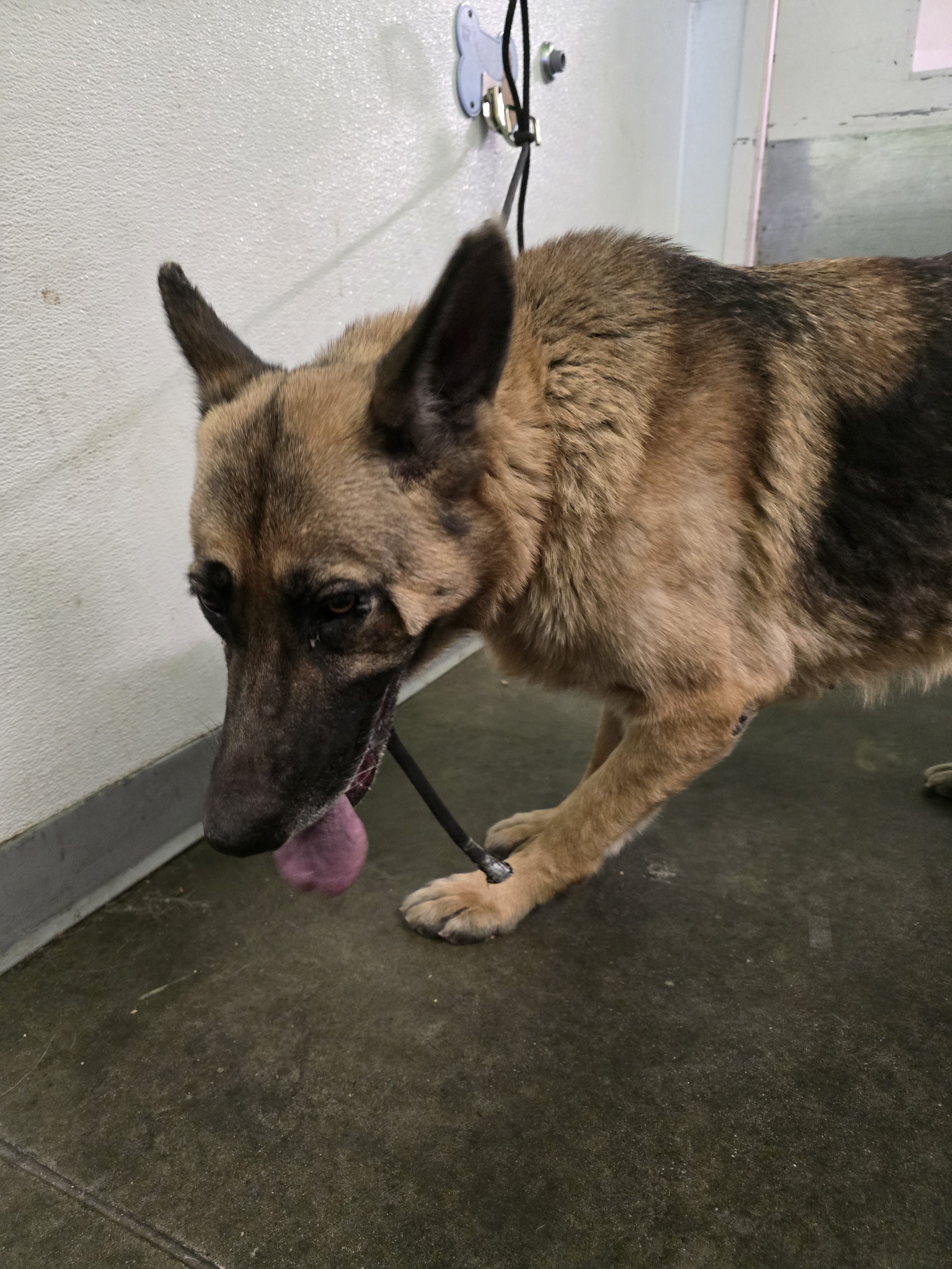 Shelter Stray Female Dog last seen , 1850 W 60th St, Los Angeles, CA 90047, USA