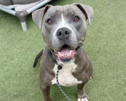 Shelter Stray Female Dog last seen , 11361 W Pico Blvd, Los Angeles, CA 90064, USA