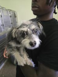 Shelter Stray Female Dog last seen , 1850 W 60th St, Los Angeles, CA 90047, USA