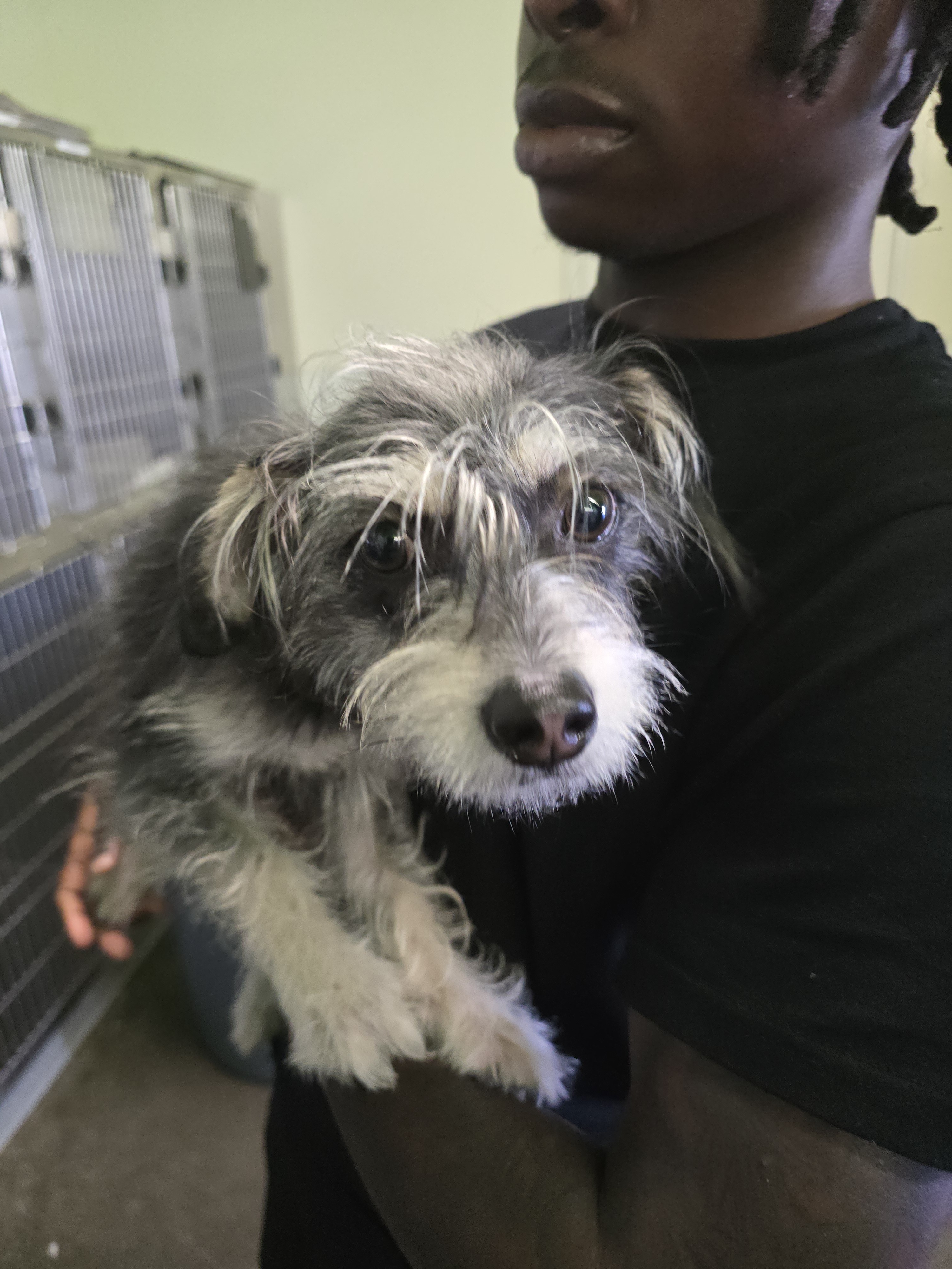 Shelter Stray Female Dog last seen , 1850 W 60th St, Los Angeles, CA 90047, USA