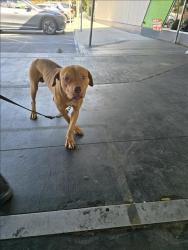 Shelter Stray Male Dog last seen , 1850 W 60th St, Los Angeles, CA 90047, USA
