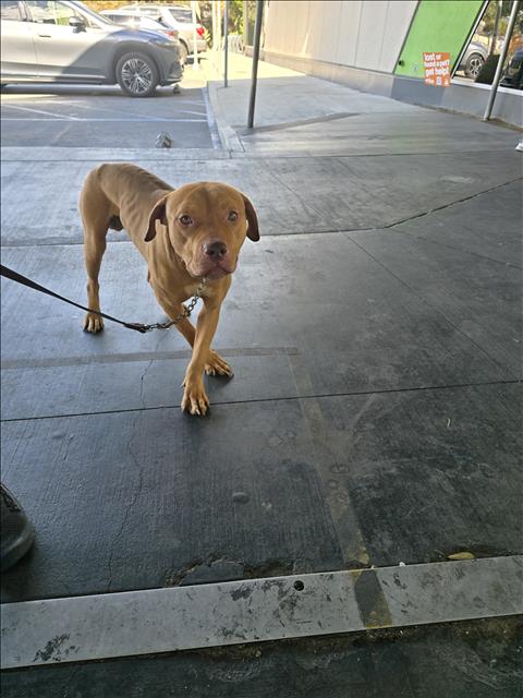 Shelter Stray Male Dog last seen , 1850 W 60th St, Los Angeles, CA 90047, USA