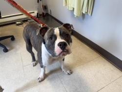 Shelter Stray Female Dog last seen Near BLOCK W JAMES ST, KENT WA 98032, 21615 64th Ave S, Kent, WA 98032, USA