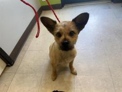 Shelter Stray Male Dog last seen Near BLOCK 46TH PL S, KENT WA 98032, 21615 64th Ave S, Kent, WA 98032, USA