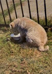 Lost Unknown Dog last seen Magnolia , El Monte, CA 91732