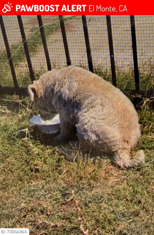 Lost Unknown Dog last seen Magnolia , El Monte, CA 91732