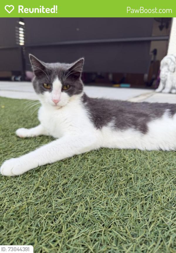 Reunited Male Cat last seen 9th Pl, Cape Coral, FL 33909