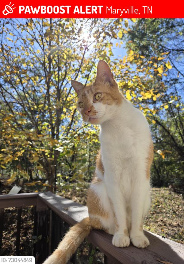 Lost Male Cat last seen Wilkinson Pike, Maryville, TN 37803