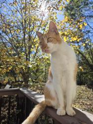 Lost Male Cat last seen Wilkinson Pike, Maryville, TN 37803