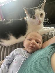 Lost Male Cat last seen S Willow Street and S Rainier street , Seattle, WA 98118