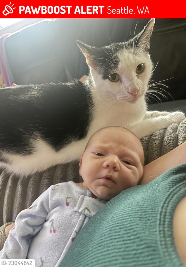 Lost Male Cat last seen S Willow Street and S Rainier street , Seattle, WA 98118