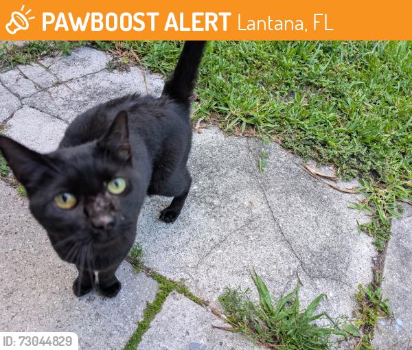 Found/Stray Female Cat last seen Pinewood Street (east of Town''s Water Facility), Lantana, FL 33462