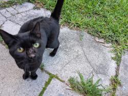 Found/Stray Female Cat last seen Pinewood Street (east of Town''s Water Facility), Lantana, FL 33462