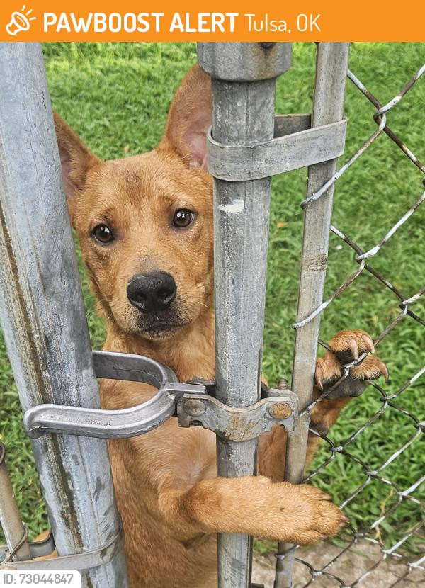 Found/Stray Male Dog last seen Lewis and Archer street Tulsa, Tulsa, OK 74110