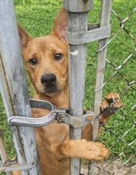 Found/Stray Male Dog last seen Lewis and Archer street Tulsa, Tulsa, OK 74110
