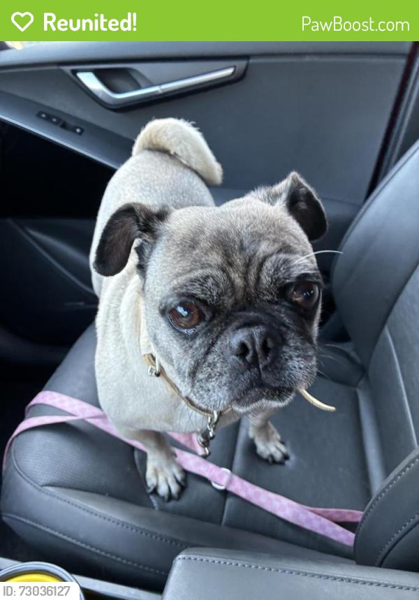 Reunited Female Dog last seen Found on Broadway, #A069056 now at the Santa Monica Animal Shelter, Santa Monica, CA 90404