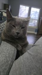 Lost Male Cat last seen Harlandale and Illinois Ave, Dallas, TX 75216