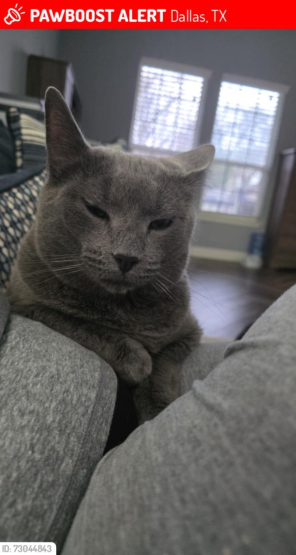 Lost Male Cat last seen Harlandale and Illinois Ave, Dallas, TX 75216
