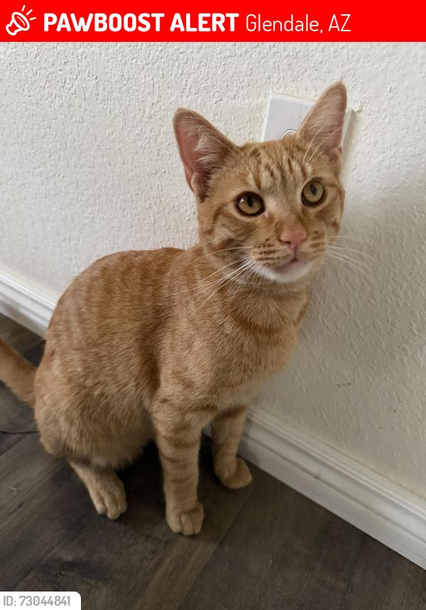 Lost Male Cat last seen Near West Sweetwater Ave Glendale, AZ 85304, Glendale, AZ 85304
