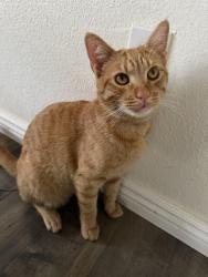 Lost Male Cat last seen Near West Sweetwater Ave Glendale, AZ 85304, Glendale, AZ 85304