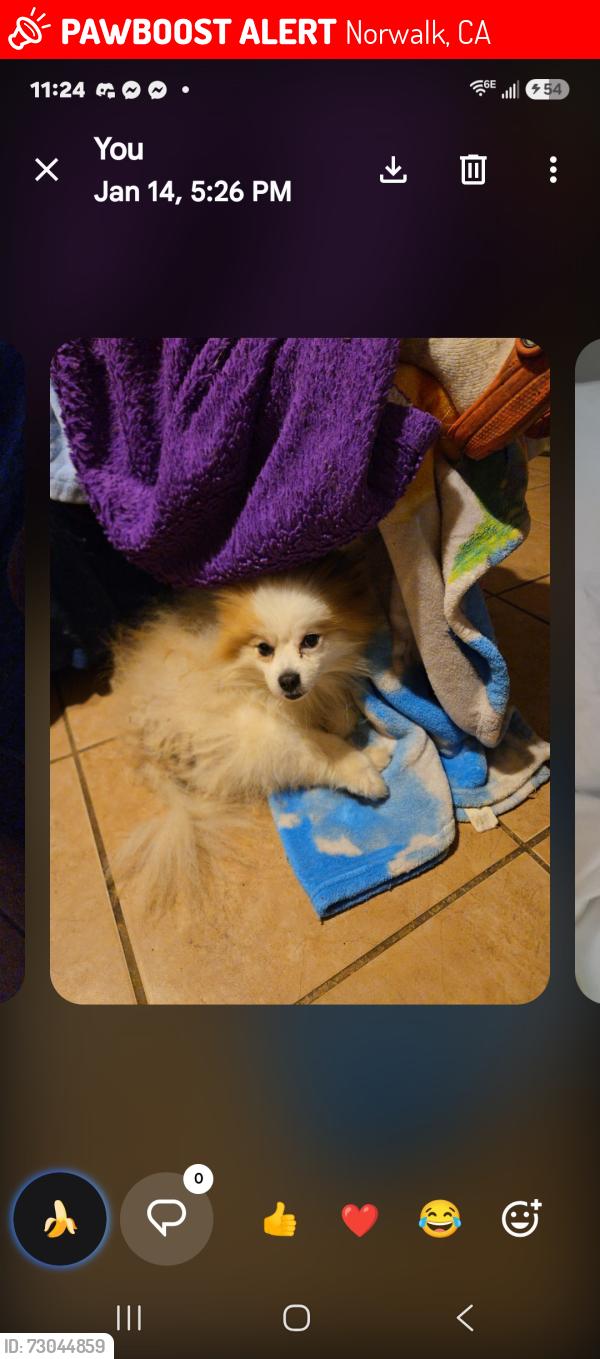 Lost Male Dog last seen Rosecrans / Grayland , Norwalk, CA 90650