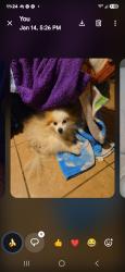 Lost Male Dog last seen Rosecrans / Grayland , Norwalk, CA 90650