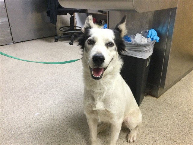 Shelter Stray Female Dog last seen Near BLOCK 6TH ST, RIVERSIDE CA 92507, 6851 Van Buren Boulevard, Jurupa Valley, CA 92509, USA