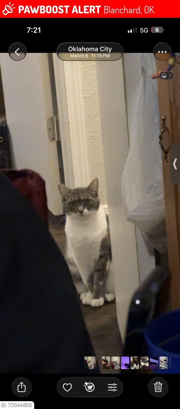 Lost Female Cat last seen Sara rd and e sooner, Blanchard, OK 73010