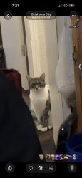 Lost Female Cat last seen Sara rd and e sooner, Blanchard, OK 73010