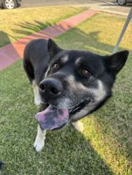 Reunited Male Dog last seen Riverview & Montecito, El Monte, CA 91731