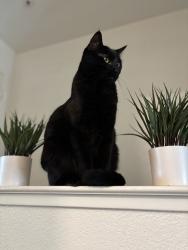 Lost Female Cat last seen Elliot & Danrose, American Canyon, CA 94503