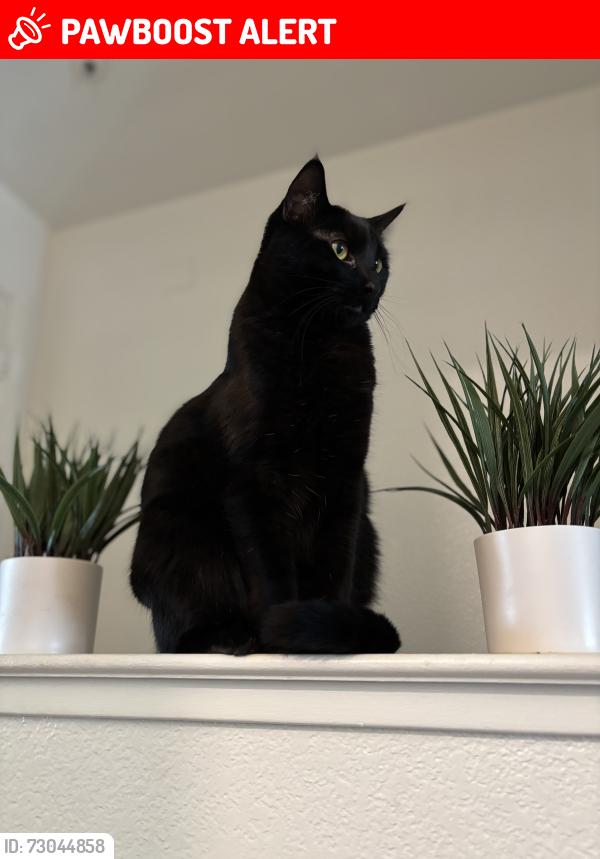 Lost Female Cat last seen Elliot & Danrose, American Canyon, CA 94503