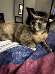 Lost Female Cat last seen Near Mezzavalle Way Auburndale FL, Auburndale, FL 33823