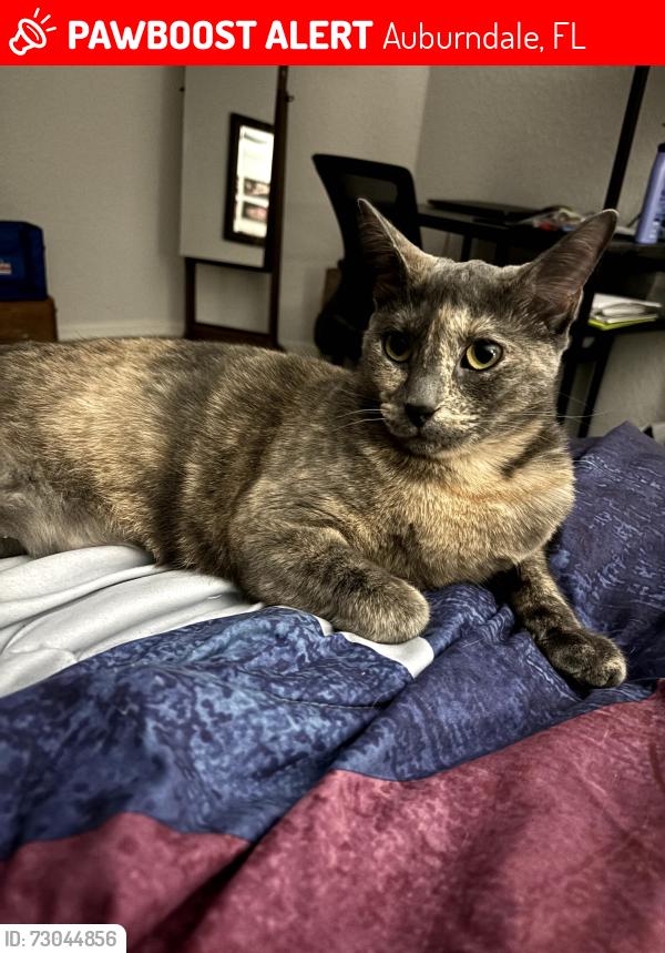 Lost Female Cat last seen Near Mezzavalle Way Auburndale FL, Auburndale, FL 33823
