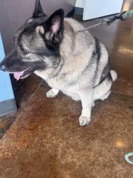 Found/Stray Male Dog last seen Davon storage units, Pinehurst, TX 77353