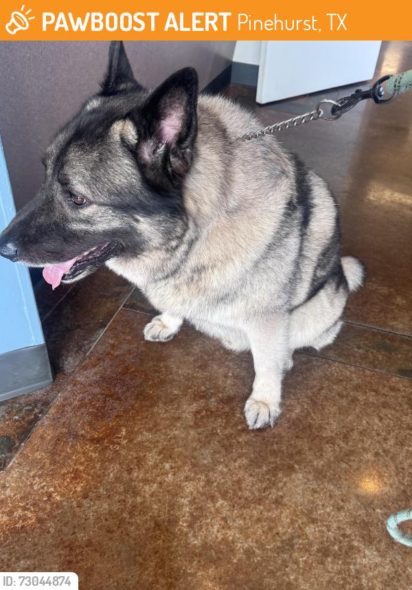 Found/Stray Male Dog last seen Davon storage units, Pinehurst, TX 77353