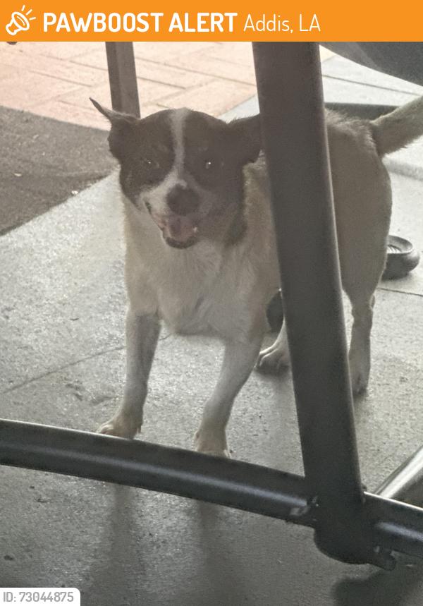 Found/Stray Male Dog last seen Near Karen Drive, Addis, LA 70710