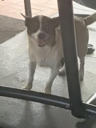 Found/Stray Male Dog last seen Near Karen Drive, Addis, LA 70710