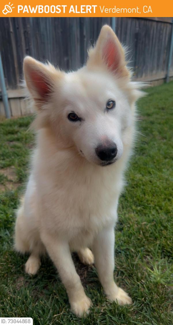 Found/Stray Female Dog last seen neighborhood school San Bernardino, Verdemont, CA 92407
