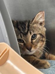 Shelter Stray Male Cat last seen CHARLOTTE, 8315 Byrum Dr, Charlotte, NC 28217, USA