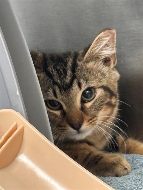 Shelter Stray Male Cat last seen CHARLOTTE, 8315 Byrum Dr, Charlotte, NC 28217, USA