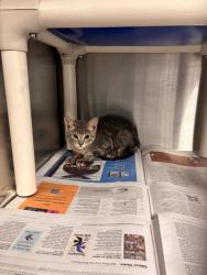Shelter Stray Male Cat last seen CHARLOTTE, 8315 Byrum Dr, Charlotte, NC 28217, USA
