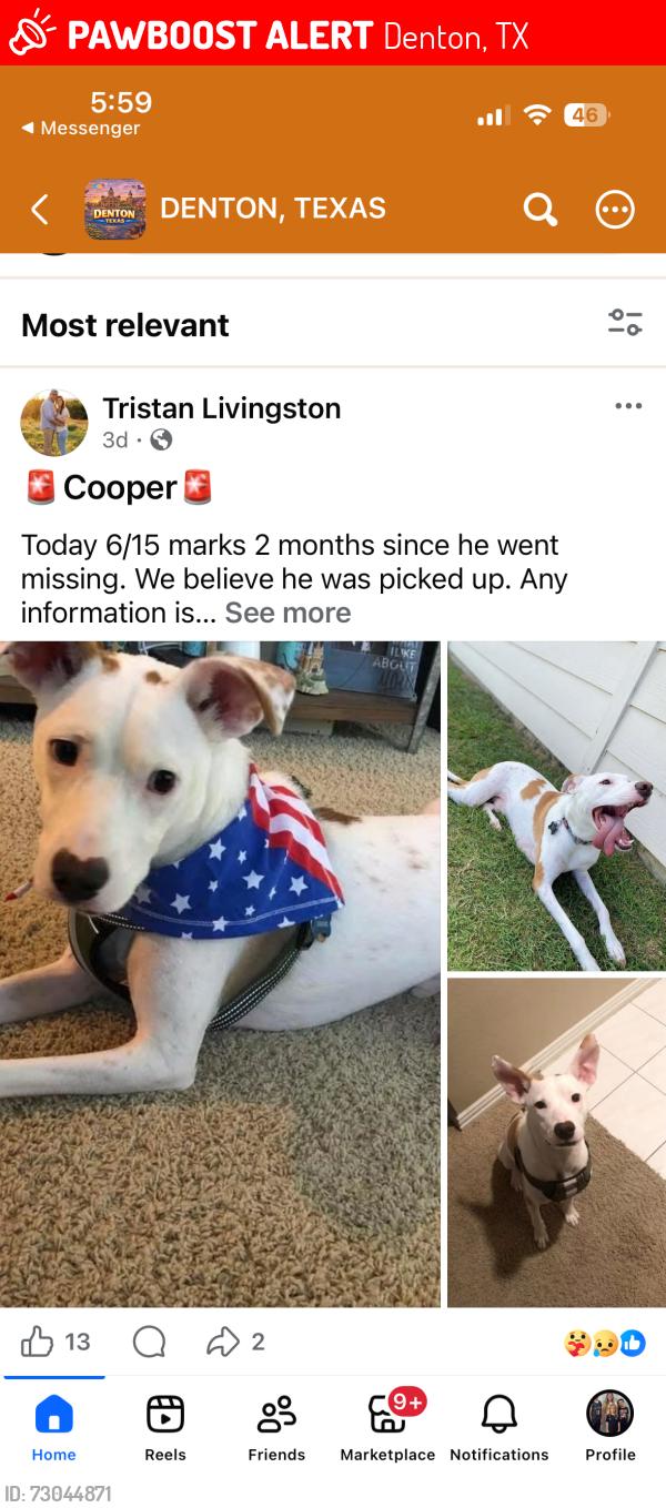 Lost Male Dog last seen Mingo and Rudell, Denton, TX 76209