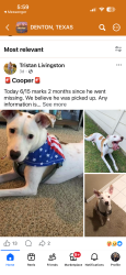Lost Male Dog last seen Mingo and Rudell, Denton, TX 76209