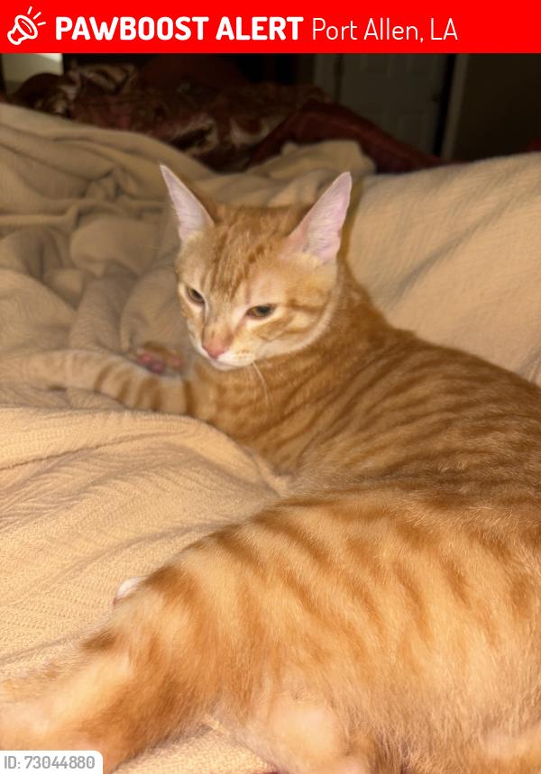 Lost Male Cat last seen Kentucky Avenue, Port Allen, LA 70767