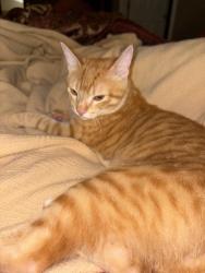 Lost Male Cat last seen Kentucky Avenue, Port Allen, LA 70767