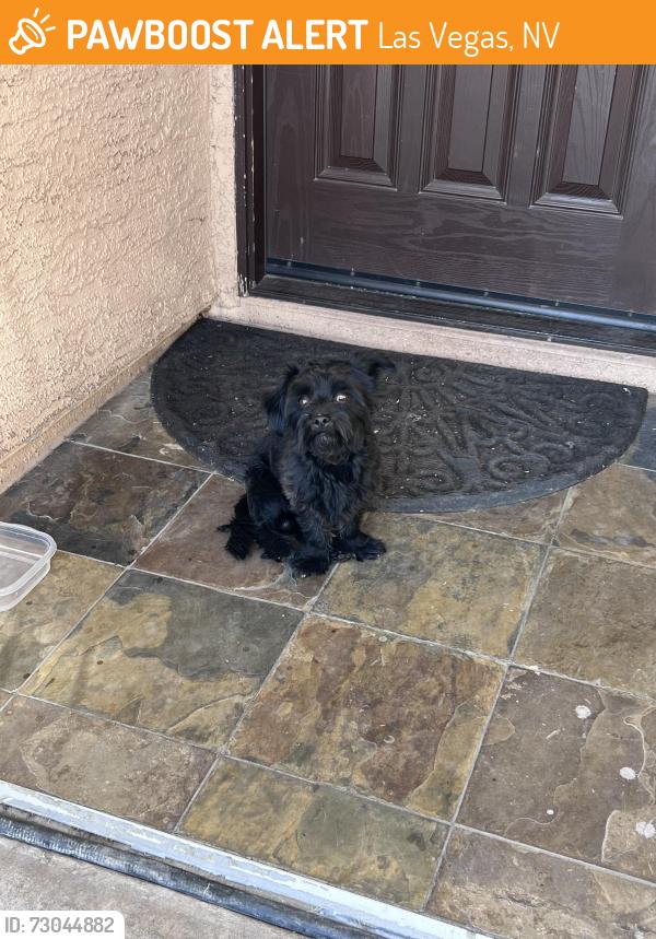 Found/Stray Unknown Dog last seen Holly and Simmons, Las Vegas, NV 89106