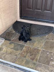 Found/Stray Unknown Dog last seen Holly and Simmons, Las Vegas, NV 89106