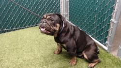 Shelter Stray Female Dog last seen , 11258 Garfield Ave, Downey, CA 90242, USA